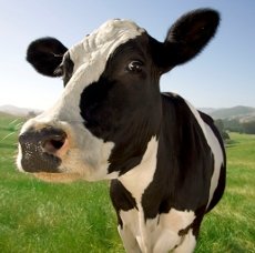 A Verdade Sobre O Leite : Os 7 Pontos Mais Importantes.