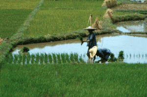 campodearroz2-300x198-1 campodearroz2