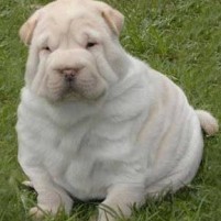 fat-dog-201x201-1 fat-dog