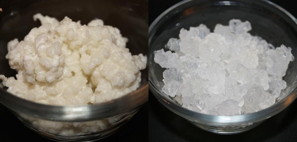 kefir2-1024x490-1 kefir2