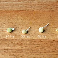 lentilhas germinadas