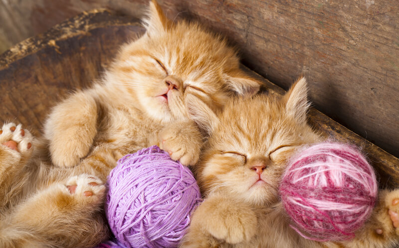 shutterstock_105376667-2