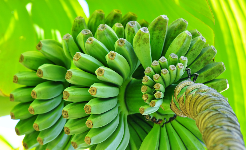 shutterstock_116380324 shutterstock_116380324