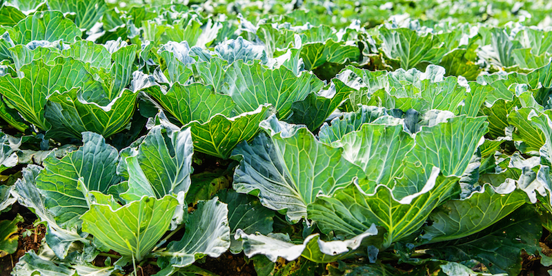 shutterstock_232842082 shutterstock_232842082