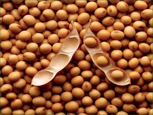 soybeans