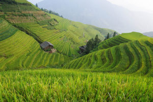 Tudo que você precisa saber sobre: Arroz!
