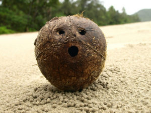 Tudo Que Você Precisa Saber Sobre o Coco e Seus Derivados